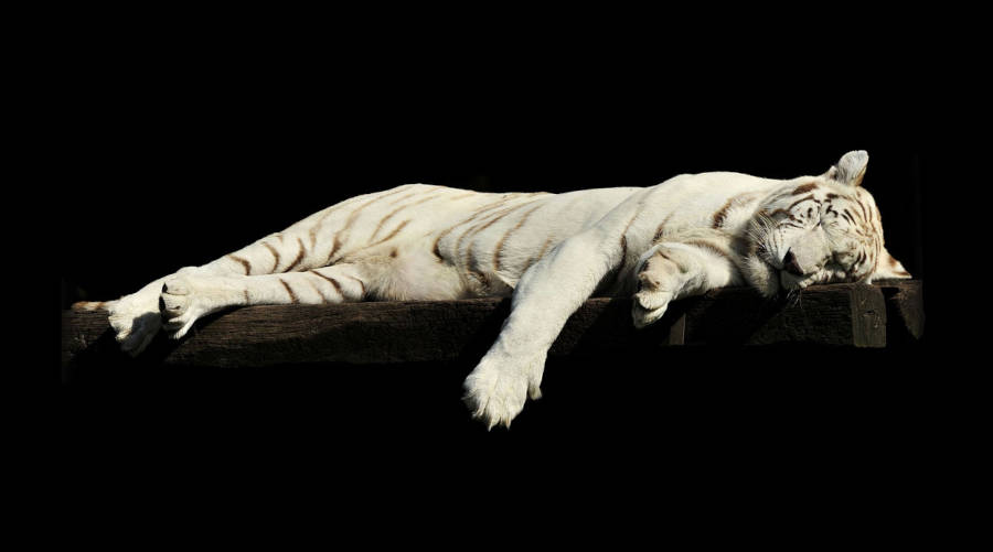 Zu Hause richtig wohlfühlen mit der Heizleiste der SHL-Wärmetechnik. Eine kontinuierliche Wärmeabgabe von Decke, Wand und Fußboden an den Raum sorgt für eine gleichmäßige und angenehme Raumtemperatur ohne Zugluft. Die Sockelheizleisten nennt man auch Randleistenheizung, Leistenheizung, Sockelheizung, Fussleistenheizung, Heizsockel oder auch Sockelleistenheizkörper bzw. einfach Sockelheizleiste.